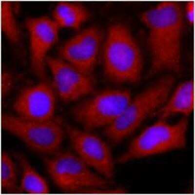 Immunocytochemistry/ Immunofluorescence: OAT Antibody (23A2) - BSA Free [NBP1-49312]