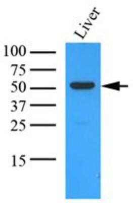 Western Blot: OAT Antibody (23A2)BSA Free [NBP1-49312]