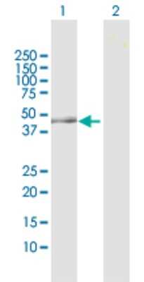 Western Blot: OAT Antibody [H00004942-D01P]