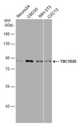 Western Blot: OATL1 Antibody [NBP3-13115]