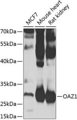 Western Blot: OAZ1 AntibodyBSA Free [NBP2-93090]