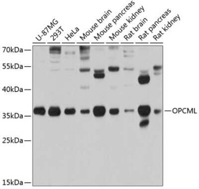 Western Blot: OBCAM/OPCML AntibodyBSA Free [NBP2-94011]