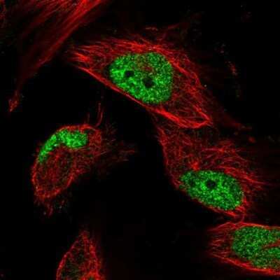 Immunocytochemistry/ Immunofluorescence: OBFC1 Antibody [NBP1-88743]