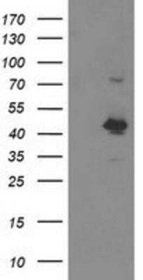 Western Blot: OBFC1 Antibody (OTI2E4)Azide and BSA Free [NBP2-73138]