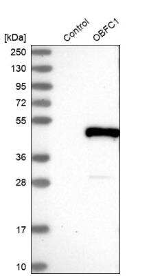 Western Blot: OBFC1 Antibody [NBP1-88744]