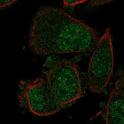 Immunocytochemistry/ Immunofluorescence: OBFC2A Antibody [NBP2-56314]