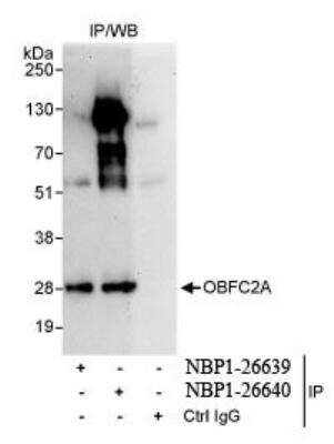 Immunoprecipitation: OBFC2A Antibody [NBP1-26639]