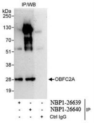 Immunoprecipitation: OBFC2A Antibody [NBP1-26640]