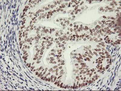 Immunohistochemistry-Paraffin: OBFC2B Antibody (OTI1E11) [NBP2-01578]