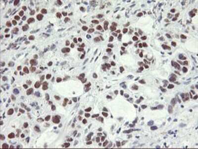 Immunohistochemistry-Paraffin: OBFC2B Antibody (OTI1E11) [NBP2-01578]
