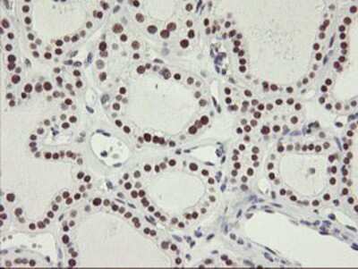 Immunohistochemistry-Paraffin: OBFC2B Antibody (OTI1E11) [NBP2-01578]