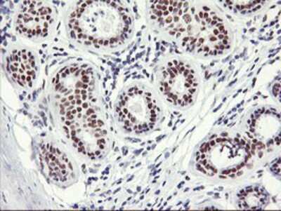 Immunohistochemistry-Paraffin: OBFC2B Antibody (OTI1E11) [NBP2-01578]