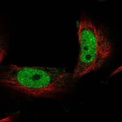 Immunocytochemistry/ Immunofluorescence: OBFC2B Antibody [NBP1-82718]