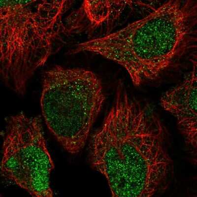 Immunocytochemistry/ Immunofluorescence: OBFC2B Antibody [NBP2-58145]