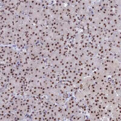 Immunohistochemistry-Paraffin: OBFC2B Antibody [NBP1-82718]