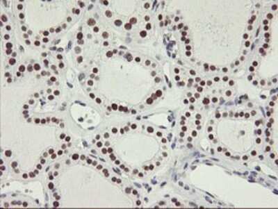 Immunohistochemistry: OBFC2B Antibody (OTI1E11) - Azide and BSA Free [NBP2-73140]