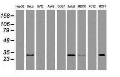 Western Blot: OBFC2B Antibody (OTI1E11)Azide and BSA Free [NBP2-73140]