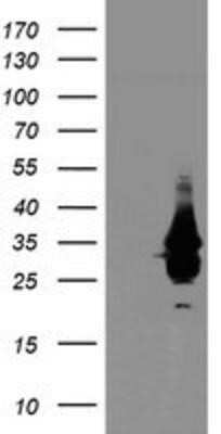 Western Blot: OBFC2B Antibody (OTI1E11)Azide and BSA Free [NBP2-73140]