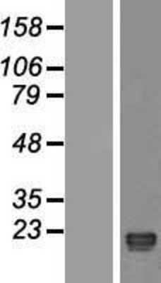 Western Blot: OBP2A Overexpression Lysate [NBL1-13901]