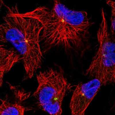 Immunocytochemistry/ Immunofluorescence: OBSL1 Antibody [NBP2-38299]