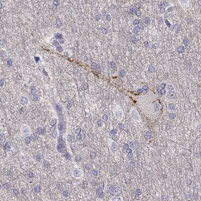 Immunohistochemistry-Paraffin: OCAM/NCAM2 Antibody [NBP1-82669]