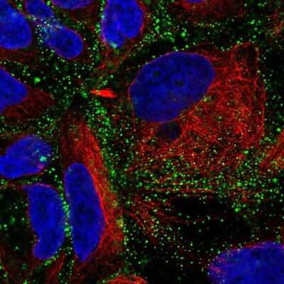 Immunocytochemistry/ Immunofluorescence: OCC1 Antibody [NBP2-38063]