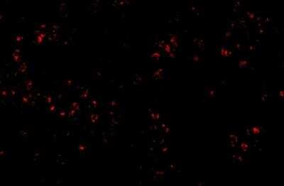 Immunocytochemistry/ Immunofluorescence: OCC1 Antibody - BSA Free [NBP2-81755]