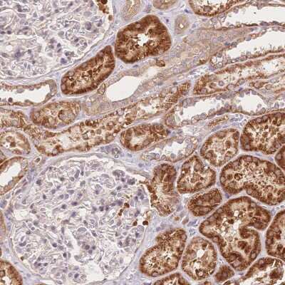 Immunohistochemistry-Paraffin: OCC1 Antibody [NBP2-38063]