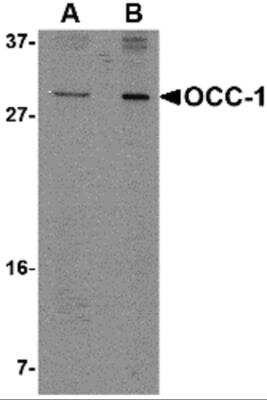 Western Blot: OCC1 AntibodyBSA Free [NBP2-81751]