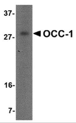 Western Blot: OCC1 AntibodyBSA Free [NBP2-81755]