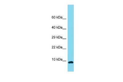 Western Blot: OCC1 Antibody [NBP2-83302]