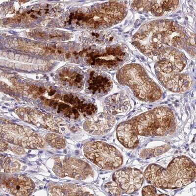 Immunohistochemistry-Paraffin: OCEL1 Antibody [NBP2-48759]
