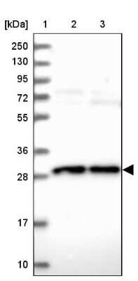 Western Blot: OCEL1 Antibody [NBP2-48759]