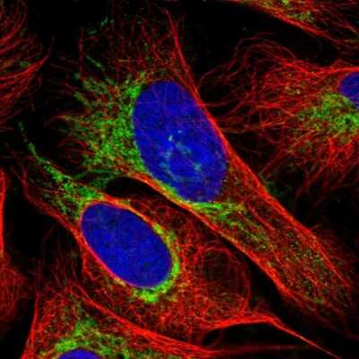 Immunocytochemistry/ Immunofluorescence: OCIAD1 Antibody [NBP1-92218]