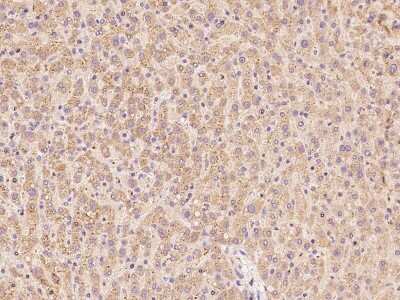 Immunohistochemistry-Paraffin: OCIAD1 Antibody [NBP2-97855]