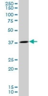 Western Blot: OCIAD1 Antibody [H00054940-B01P]