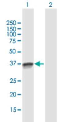 Western Blot: OCIAD1 Antibody [H00054940-B01P]