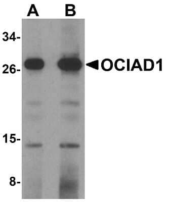 Western Blot: OCIAD1 AntibodyBSA Free [NBP1-76242]