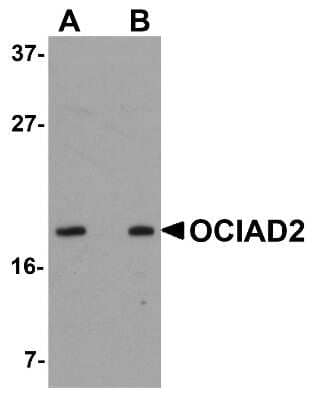 Western Blot: OCIAD2 AntibodyBSA Free [NBP1-77085]