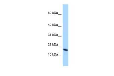 Western Blot: OCIAD2 Antibody [NBP2-87976]