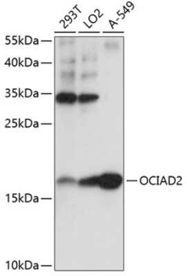 Western Blot: OCIAD2 AntibodyAzide and BSA Free [NBP2-95152]