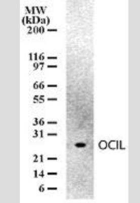 Western Blot: OCIL/CLEC2d Antibody (166C1309)Azide Free [NBP2-33226]