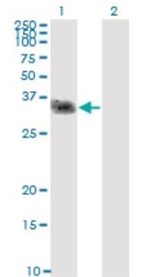 Western Blot: OCIL/CLEC2d Antibody (4C7) [H00029121-M01]