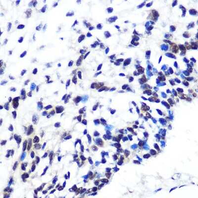Immunohistochemistry-Paraffin: OCT1 Antibody (8L4Y5) [NBP3-16246]