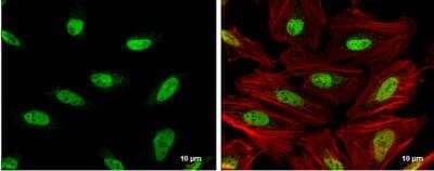 Immunocytochemistry/ Immunofluorescence: OCT1 Antibody [NBP2-21584]