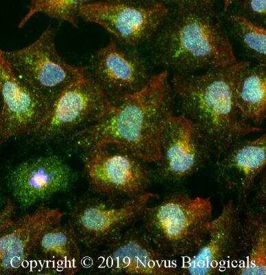 Immunocytochemistry/ Immunofluorescence: OCT1 Antibody [NBP2-24677]