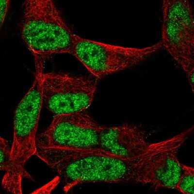 Immunocytochemistry/ Immunofluorescence: OCT1 Antibody [NBP2-39024]