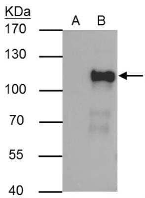 Immunoprecipitation: OCT1 Antibody [NBP2-21584]
