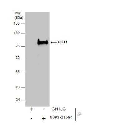 Immunoprecipitation: OCT1 Antibody [NBP2-21584]