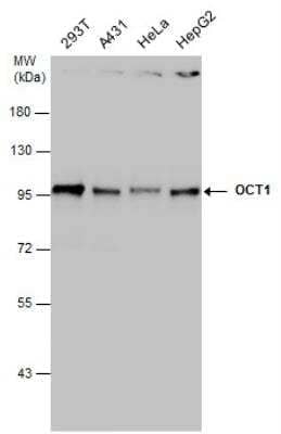 Western Blot: OCT1 Antibody [NBP2-21584]